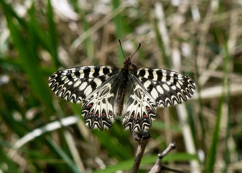 Finalmente la Zerynthia polyxena! (e Boloria dia)